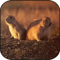 two prairie dogs in the sun