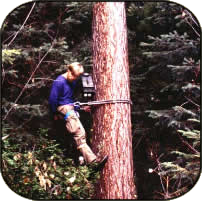 student placing remote camera in a tree