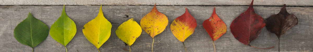 Leaves of varying color on a wood background