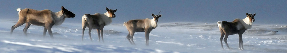 Caribou in the snow