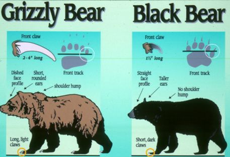 Grizzly Bear Identification