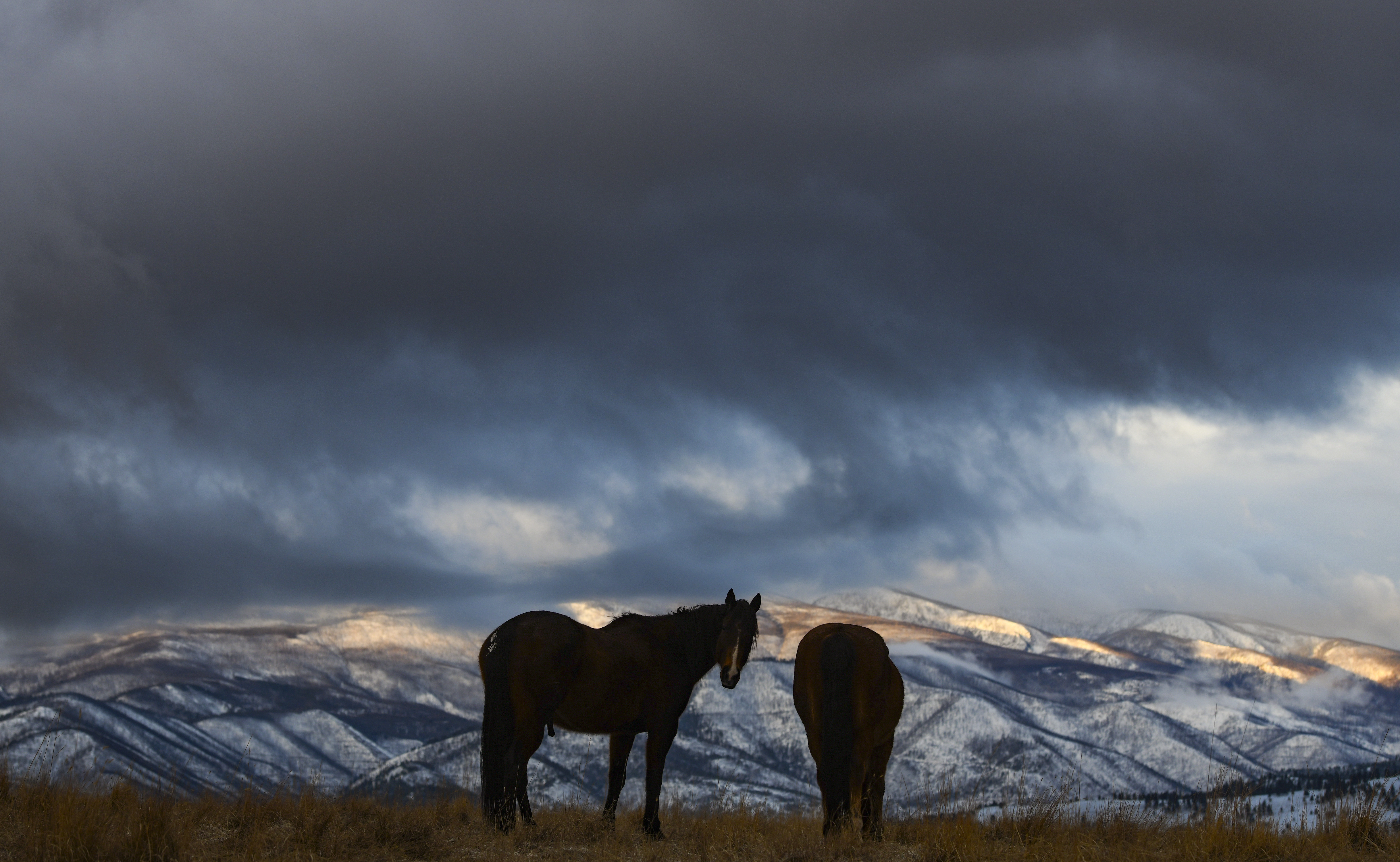 Horses in a field