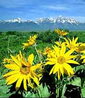 balsam root