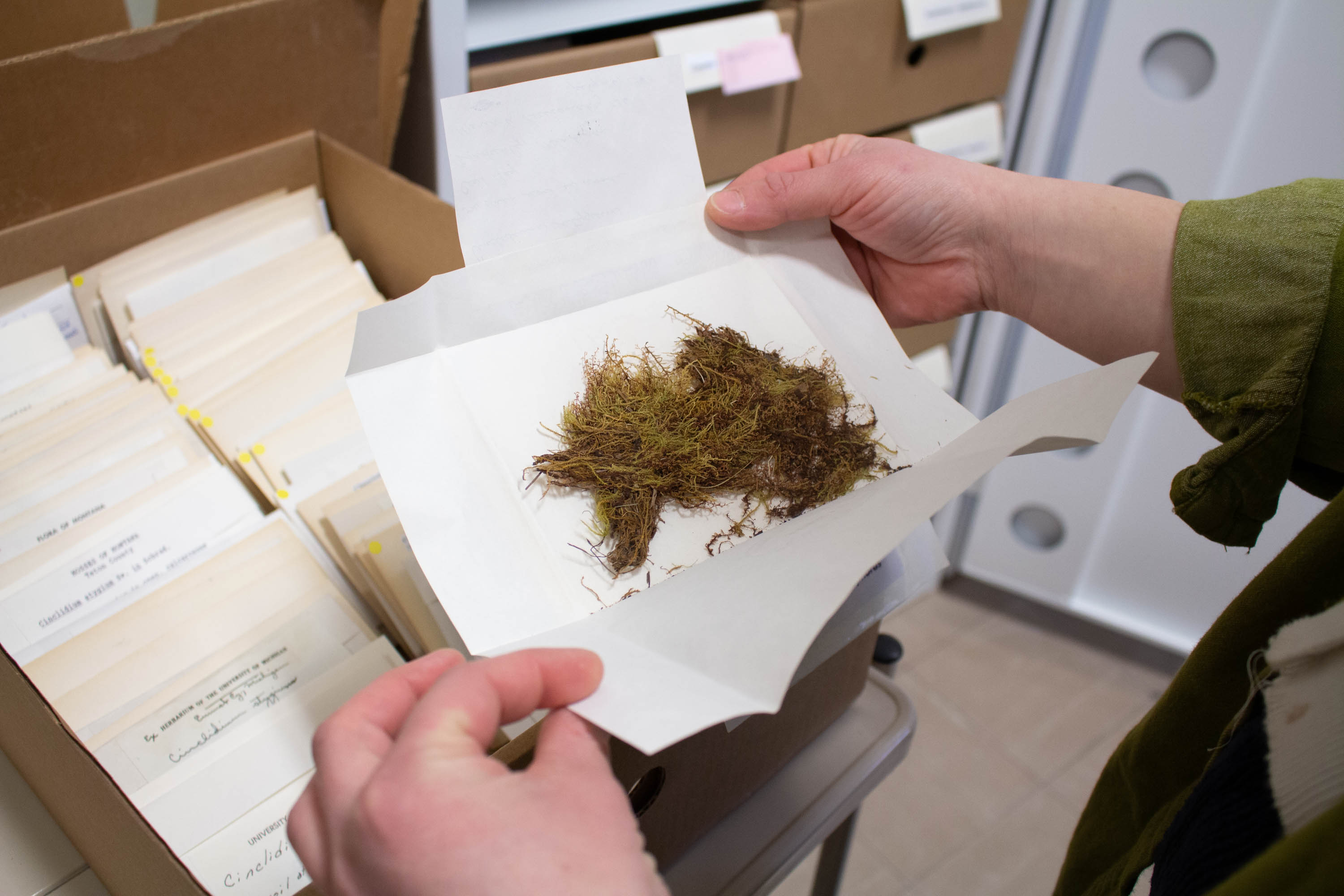close up view of hands opening a plant sample with a box of more in the background