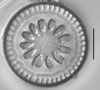 Cyclotella antiqua 