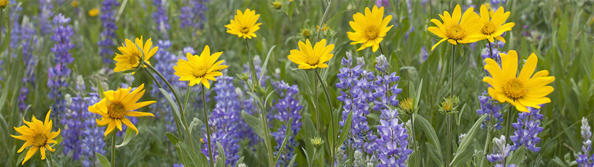 row of yellow and purple wildflowers