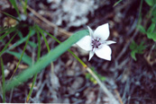 A white mariposa flower with delicate petals and a green stem, set against a natural background of grass and soil.white mariposa