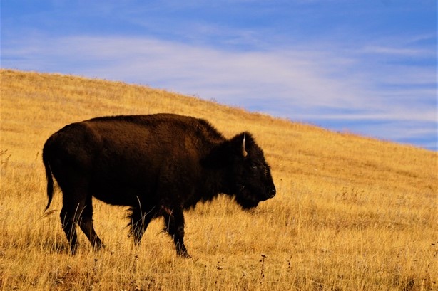 a buffalo on the prairie