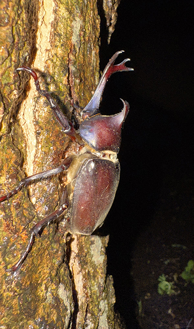 The UM team studied thumb-sized rhinoceros beetles in a public park located in a Tokyo suburb.