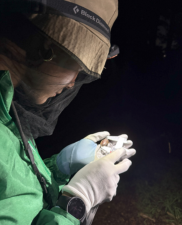 McKean measures a rhinoceros beetle during research in Japan.