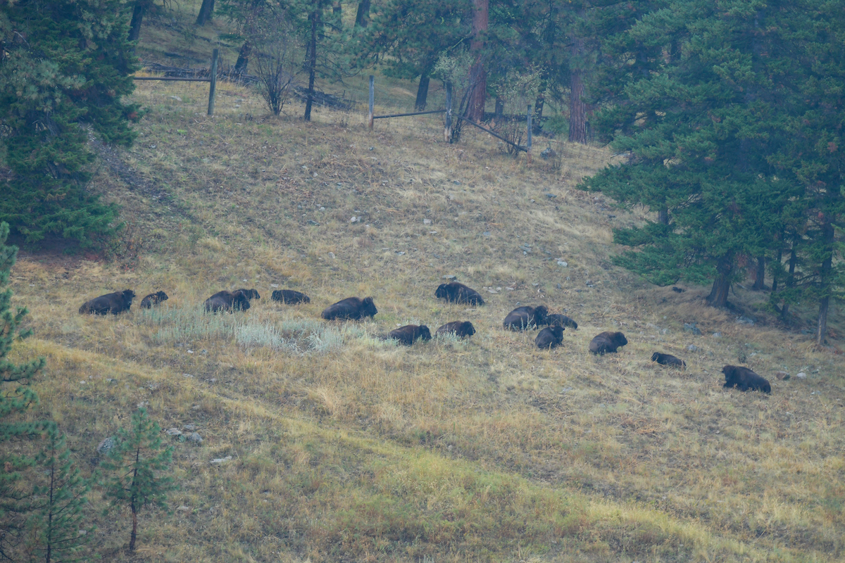 Bison in field at CSKT Bison Range during a visit by the Wilderness and Civilization program.