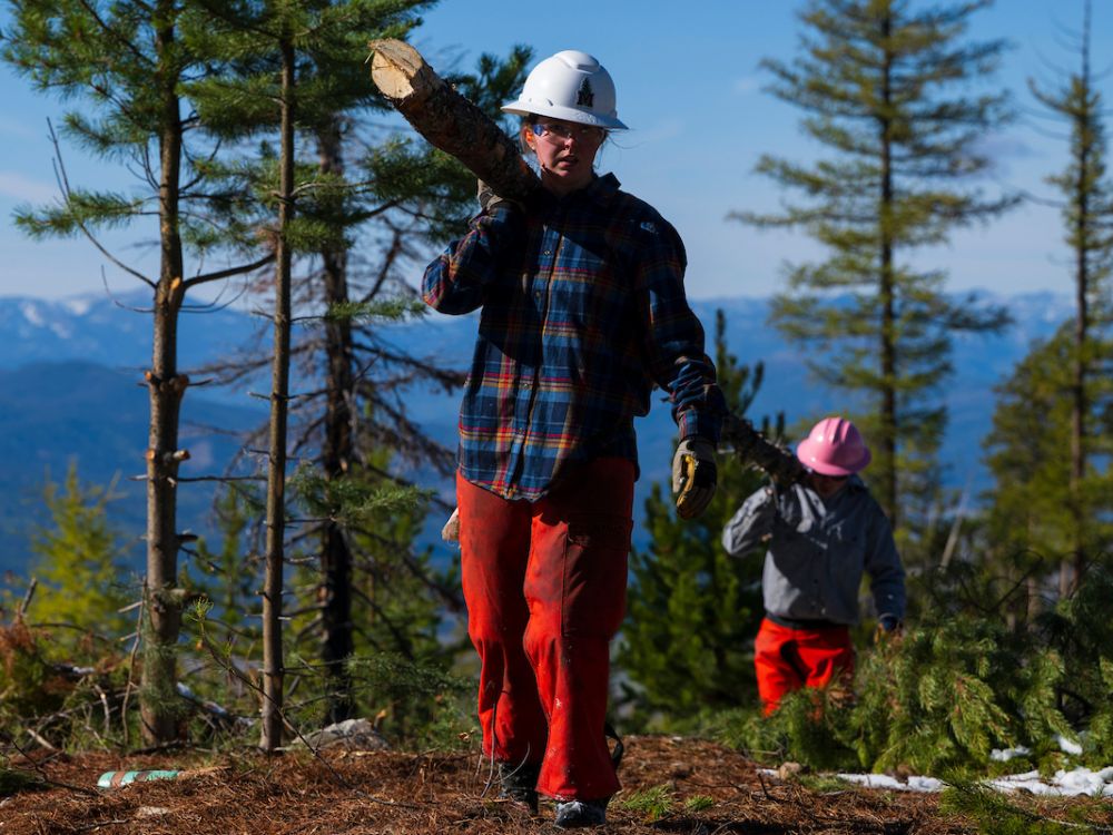 Members of UM’s Forestry Club harvest lodgepole pines at Lubrecht Experimental Forest that will be used to build the logging town in Schreiber Gym for the Foresters’ Ball. (UM photo by Tommy Martino)