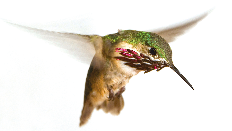 A humming bird expands its wings 