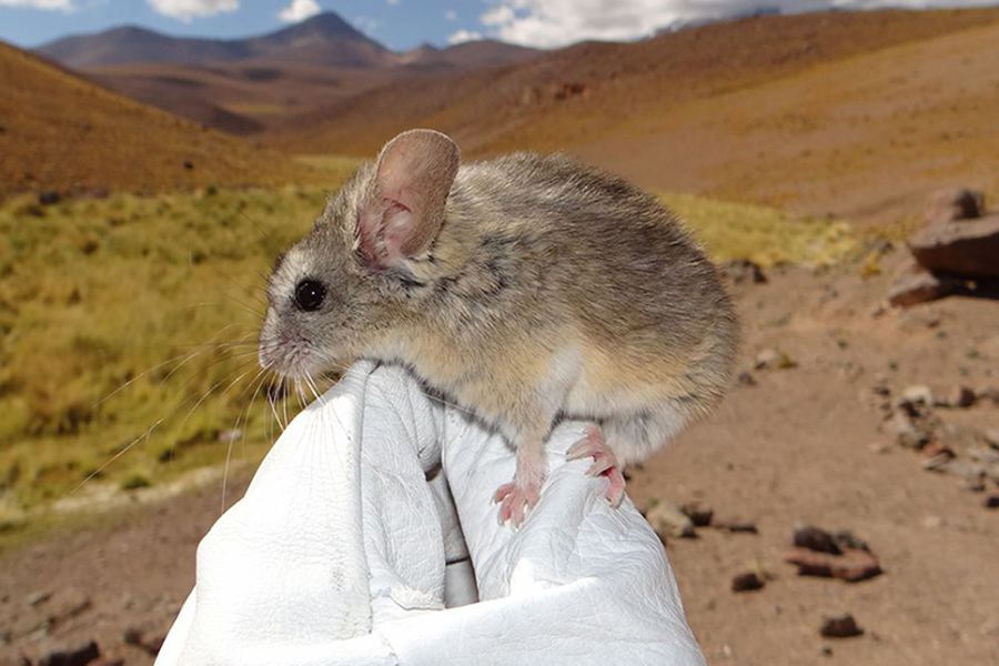 Researcher holding a leaf-eared mouse