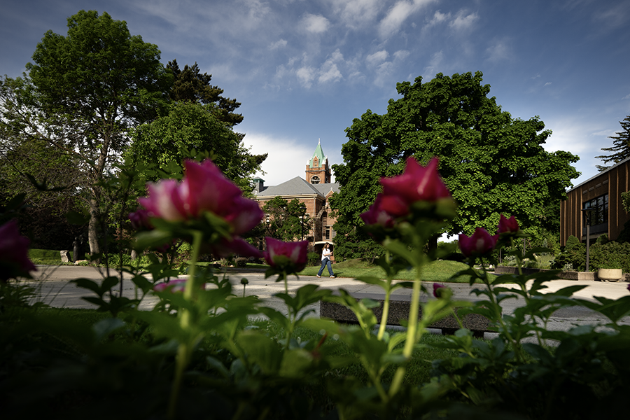 A picture of UM's Main Hall near roses