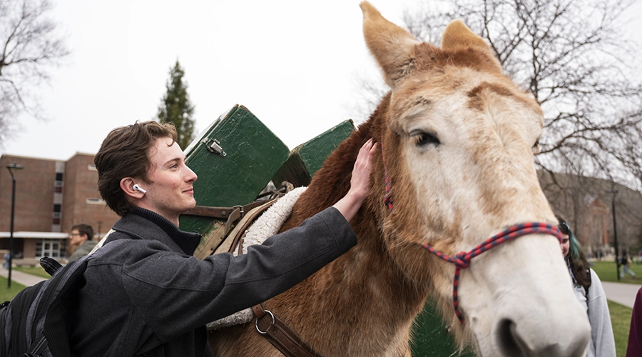 A student pets a mule on campus 