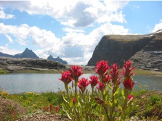 indian paintbrush flowers