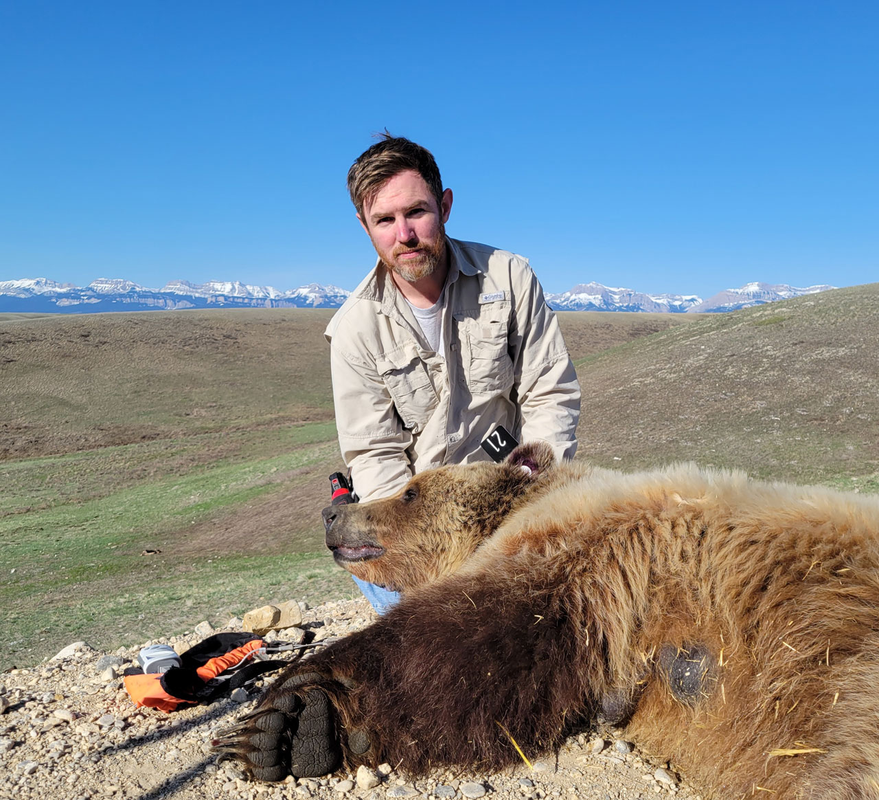 Wesley Sarmento kneeling beside a sedated grizzly bear on open rangeland with snowy mountains in the background.