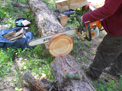 Conifer biomass project image