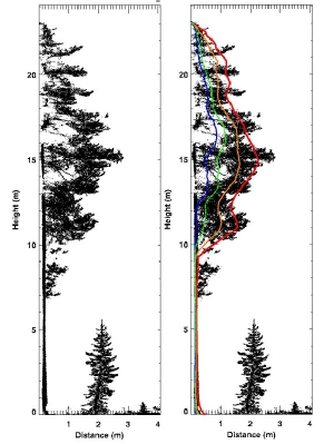 Conifer biomass project