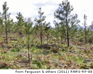 ponderosa pine project image