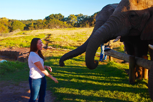 Rachael feeding an adult elephant in africa 