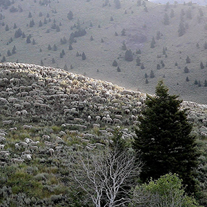 Jason Belts Kauffman Student Project