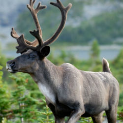 woodland caribou