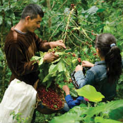 Picking coffee