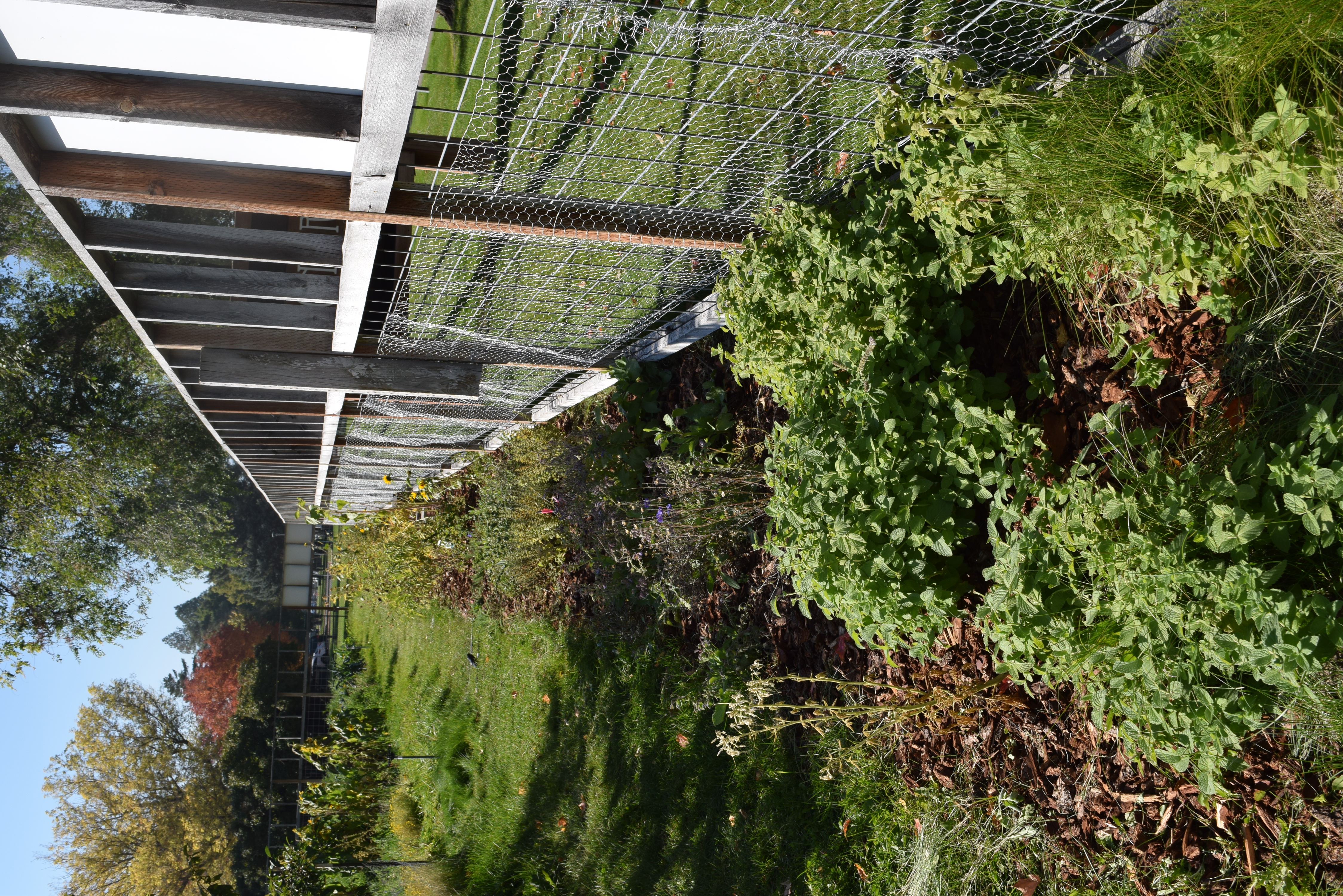 garden vegetation in iron griz garden