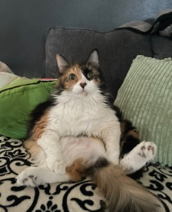 calico cat