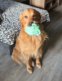 Golden retriever holding stuffed frog in mouth 