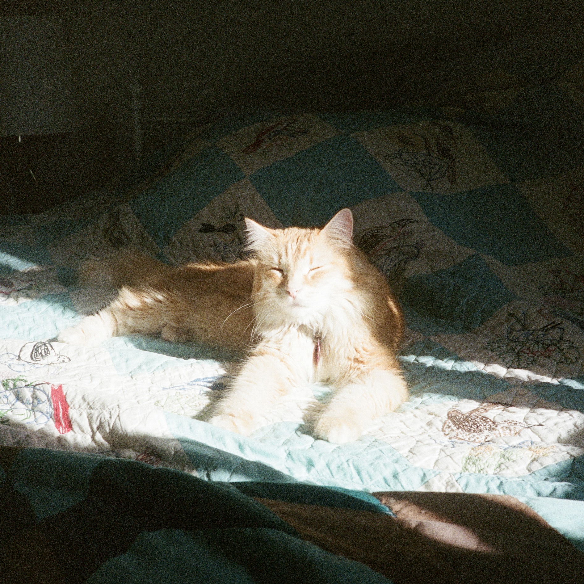 orange cat laying down in the sun
