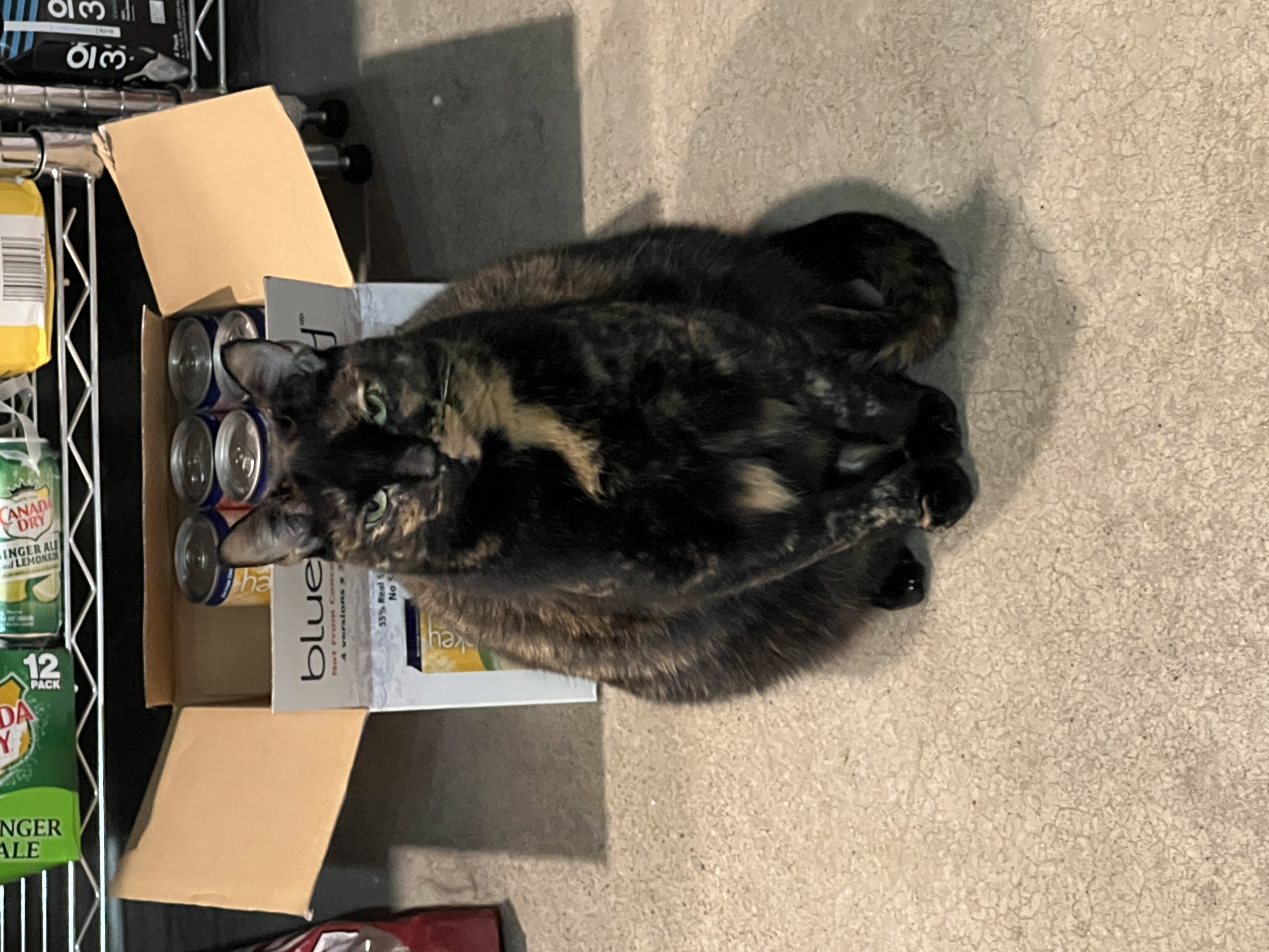 cat