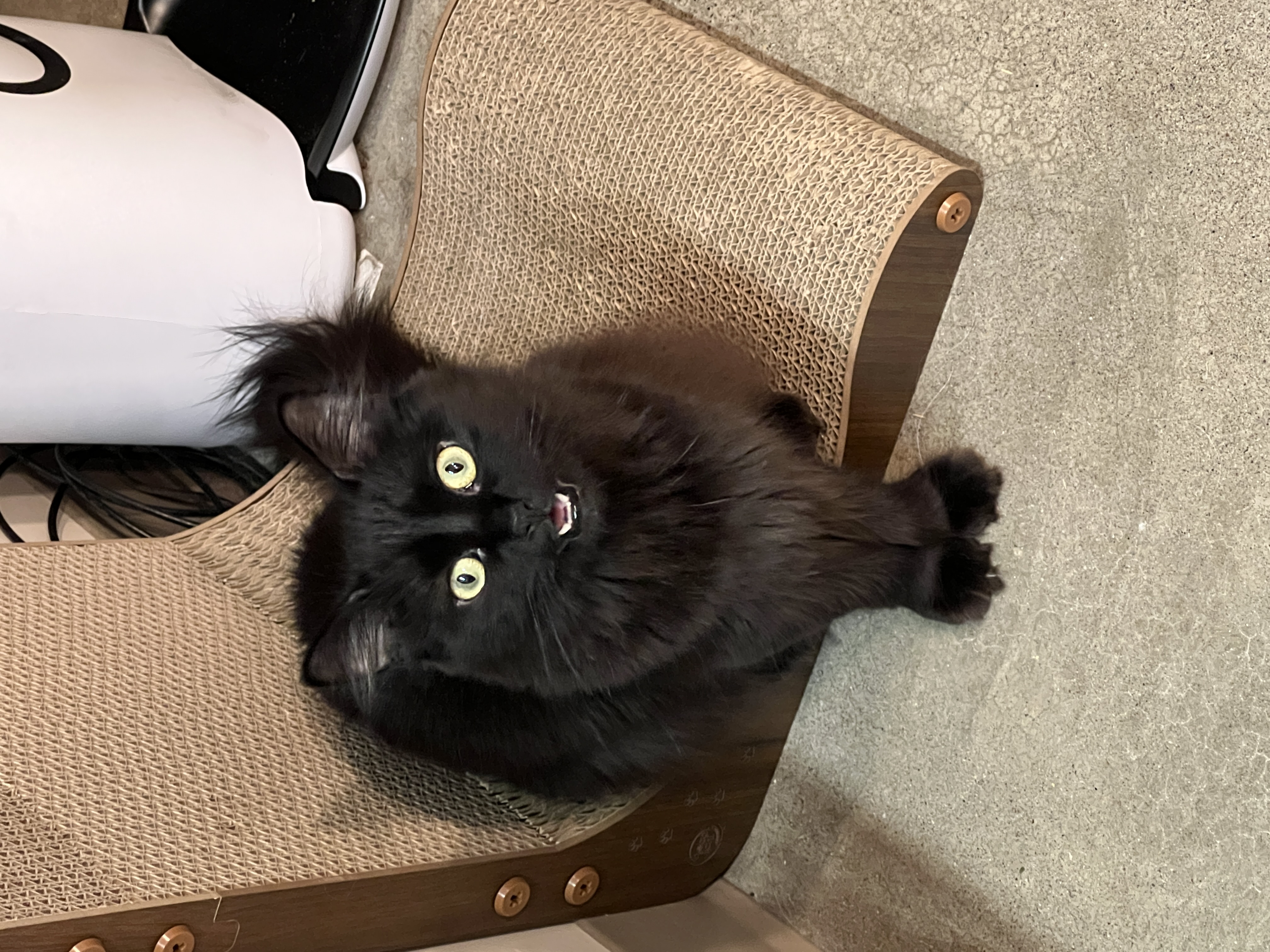 cat