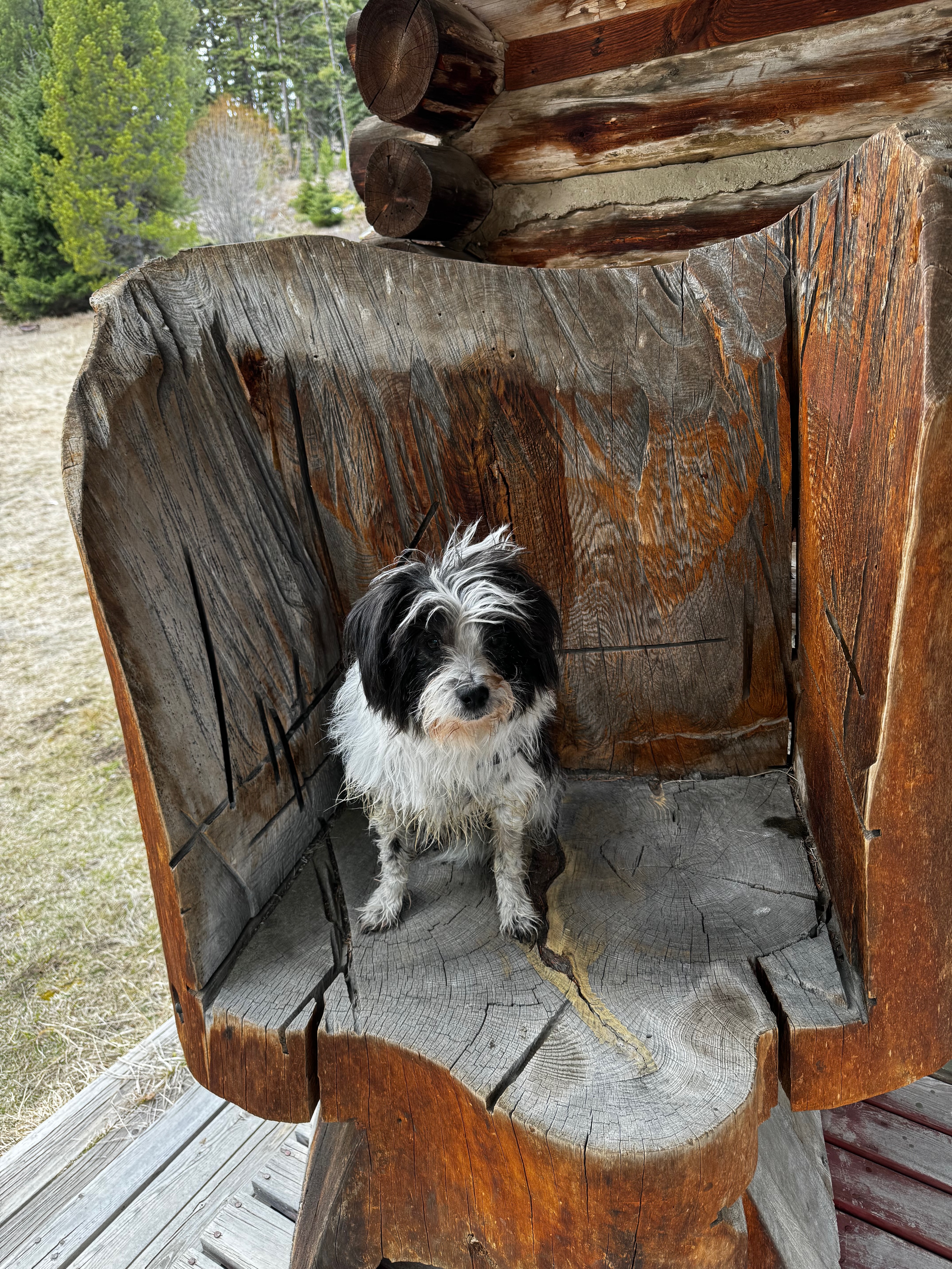 black and white dog