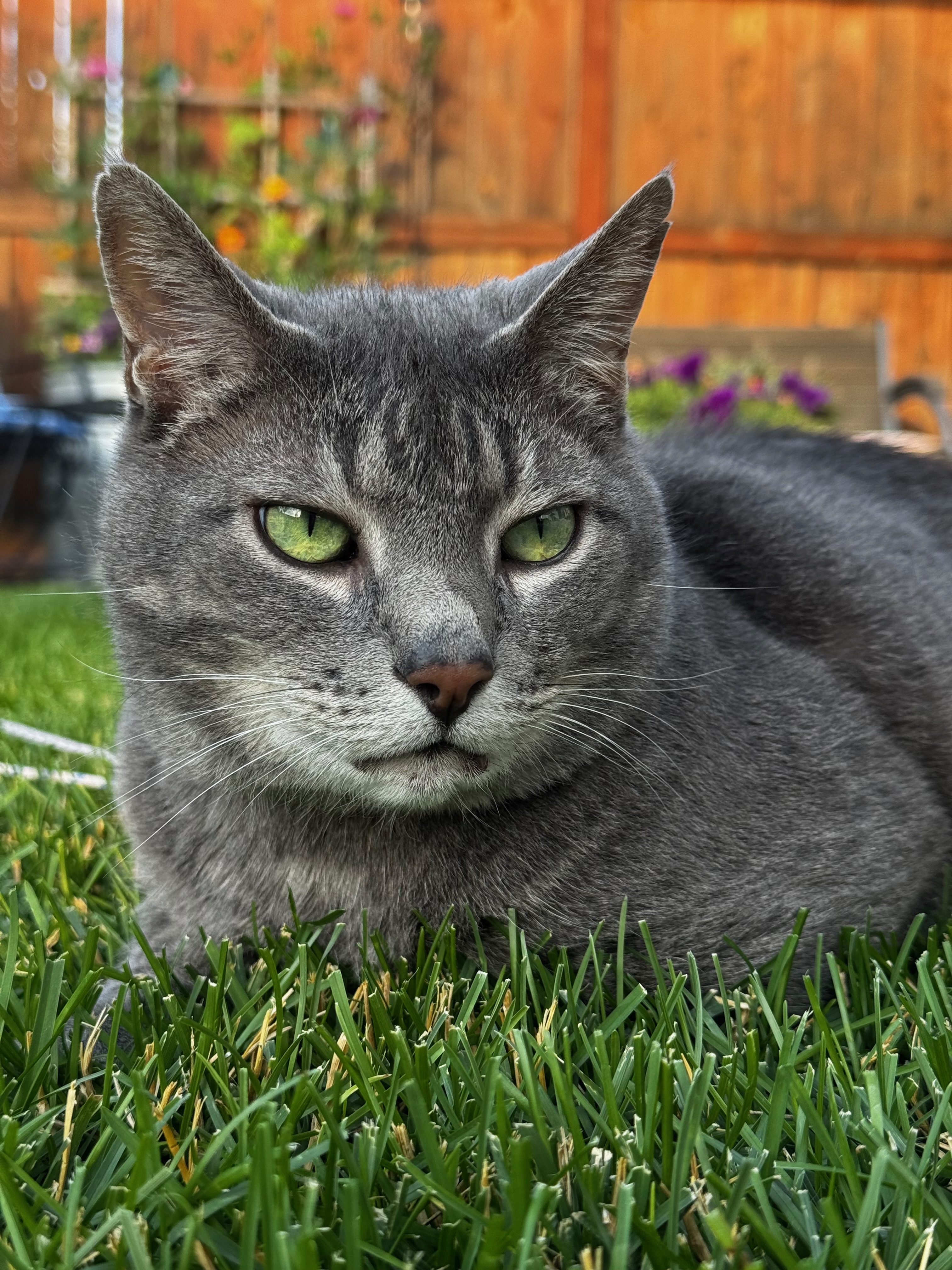 grey cat