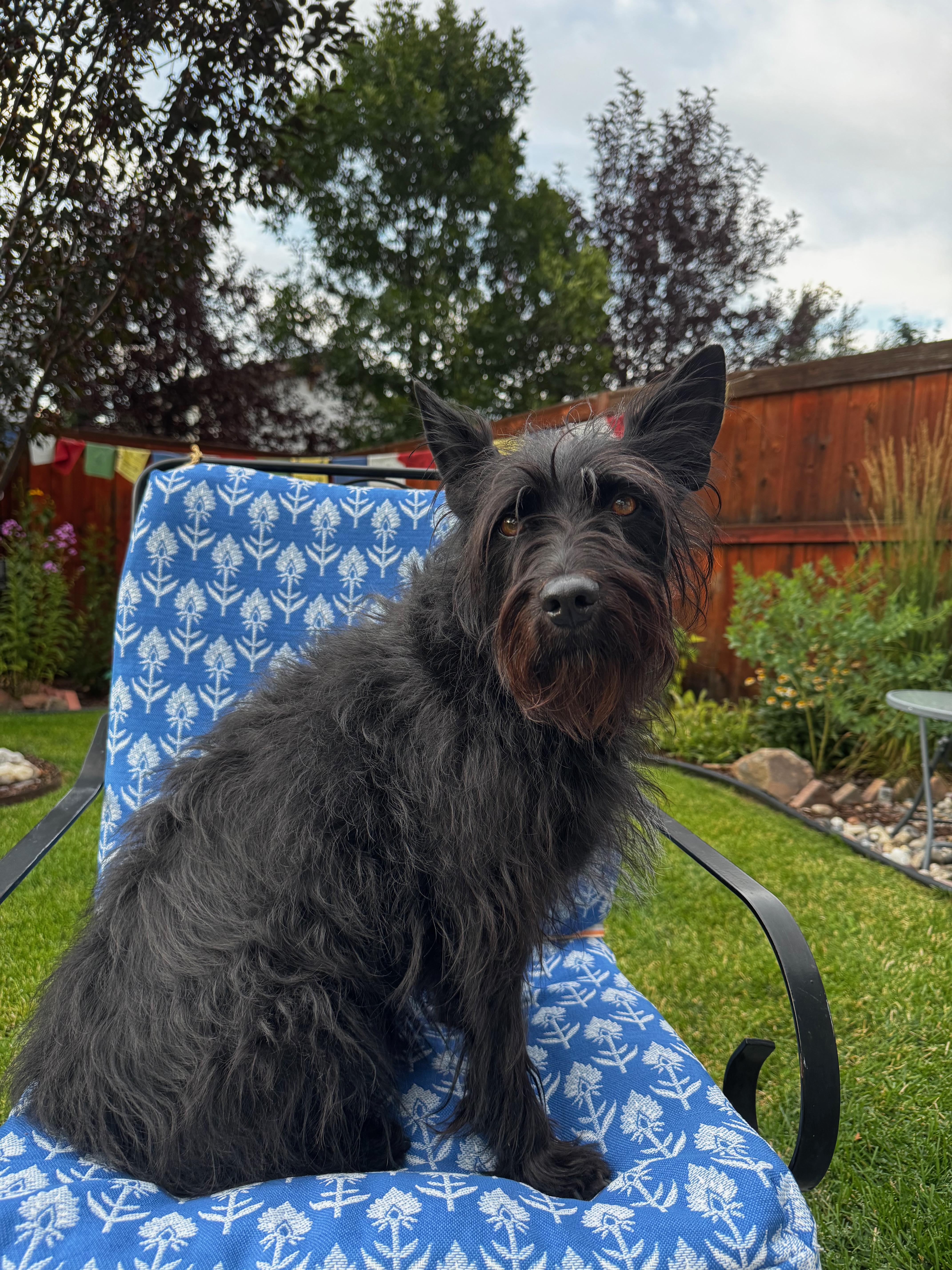 black dog