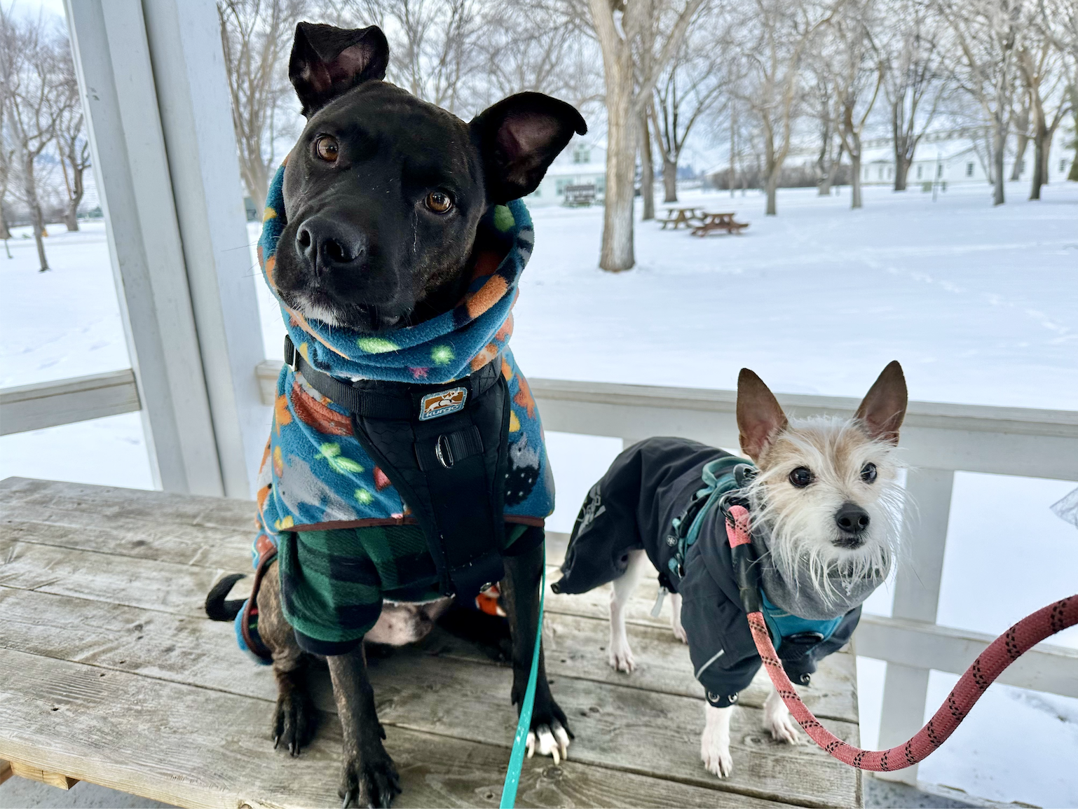Black dog and small white dog