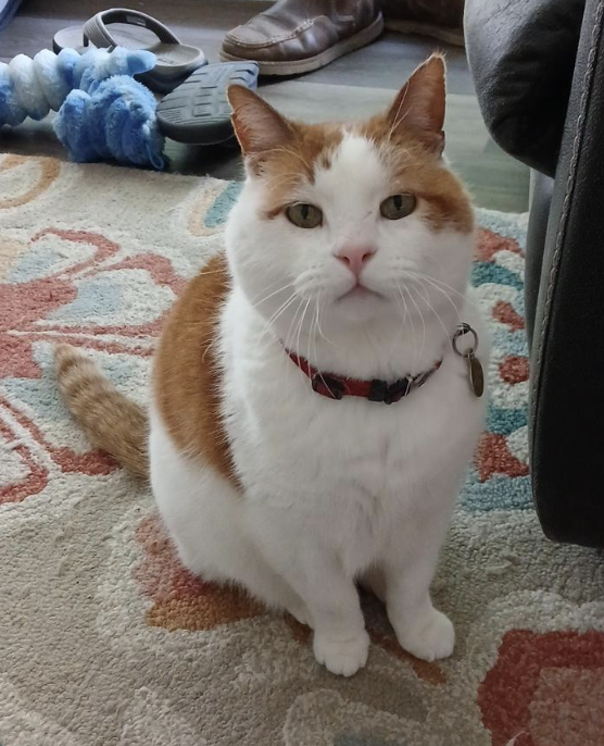 cat