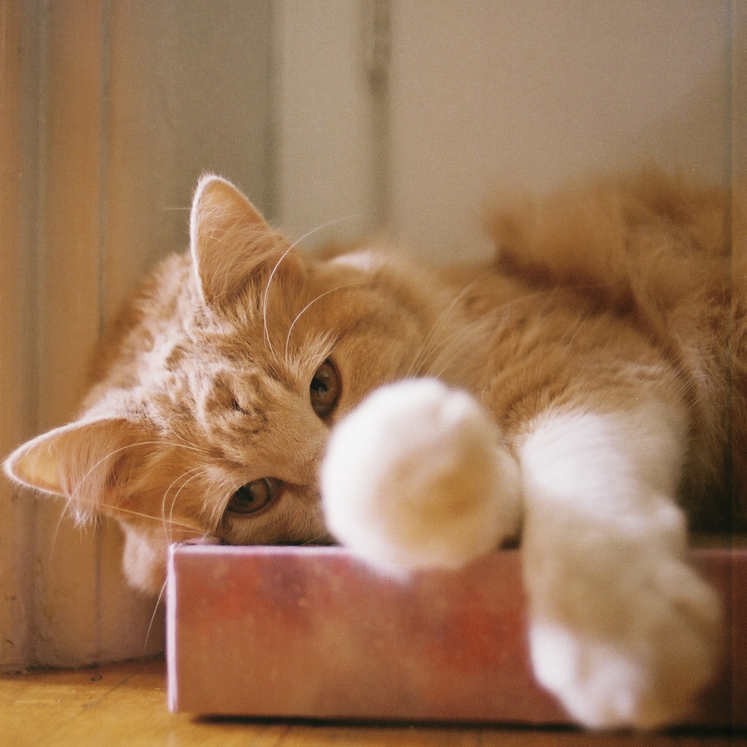 orange cat laying down with paws out 