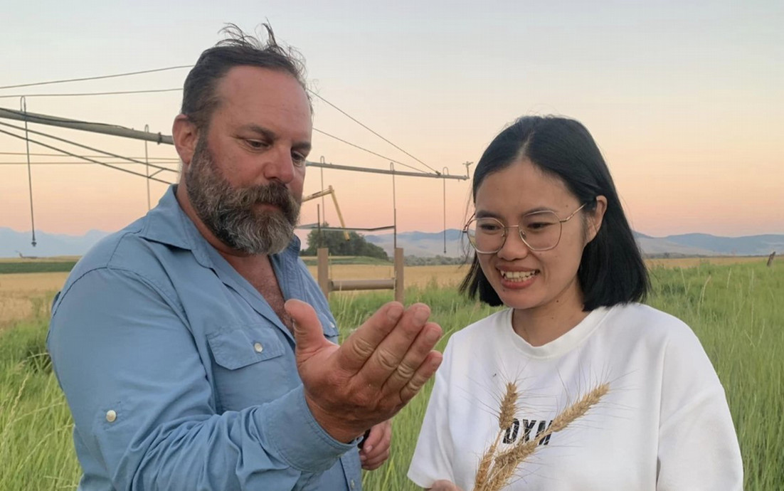 A Vietnamese person with their host in a field at sunset examining a grain head, with irrigation equipment and distant hills in the background.