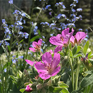Conservation Genomics Andrew Whiteley