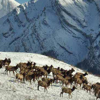 Ya Ha Tinda Long-Term Elk Monitoring Project