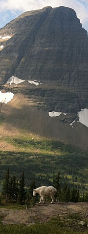 Mountain goat photo by Deborah Richie
