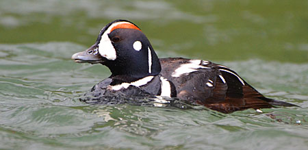  UM graduate student Warren Hansen studies harlequin ducks such as this male on Avalanche Creek in Glacier National Park. (Photo by Warren Hansen) 