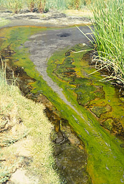 Hunter’s Hot Springs near the Oregon-California border, where many of the organisms Miller studies came from