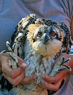 Osprey photo by Erick Greene