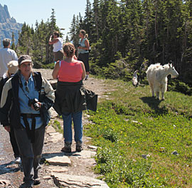 Humans interact with mountain goats on a regular basis on the Hidden Lake trail near Logan Pass in Glacier National Park. (Photo by Wesley Sarmento)