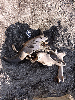 An ancient bison skull recovered from beneath a receding ice patch in Glacier National Park. (Photo by Pei-Lin Yu)